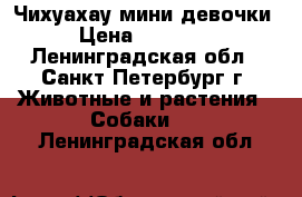 Чихуахау мини девочки › Цена ­ 25 000 - Ленинградская обл., Санкт-Петербург г. Животные и растения » Собаки   . Ленинградская обл.